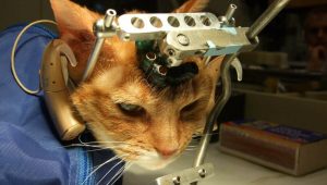 double trouble cats used in animal testing