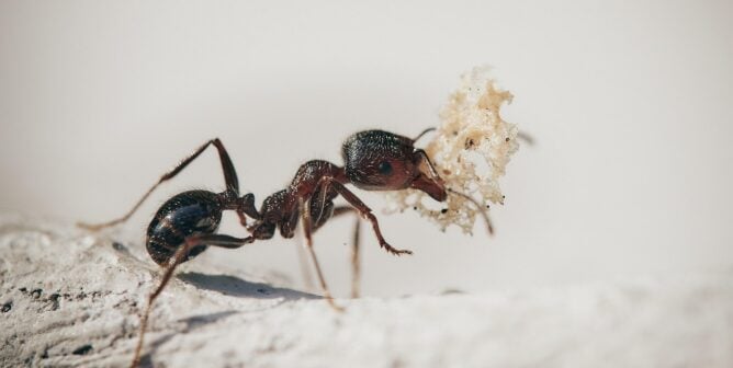 ant carrying an object