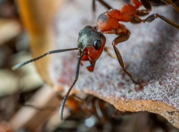 ant looking at camera