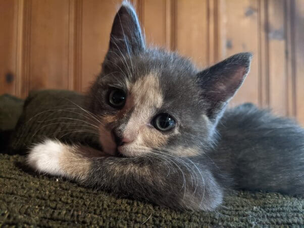 A dilute calico