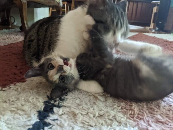 Kitten playing with an adult cat