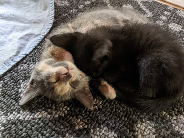 Two kittens sleeping on a rug