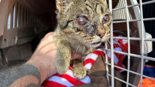 Barti with an injured eye