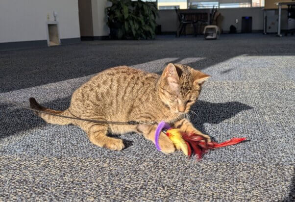 Barti after catching toy