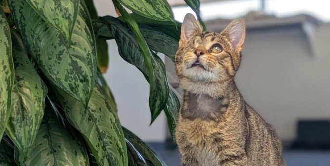 Barti next to a potted plant