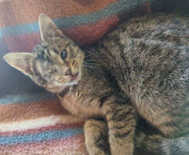 Barti lounging