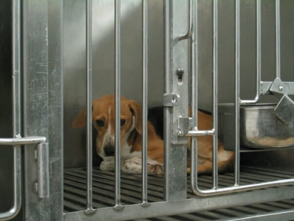 Beagle in cage at Iams