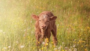 Brown calf standing in a field