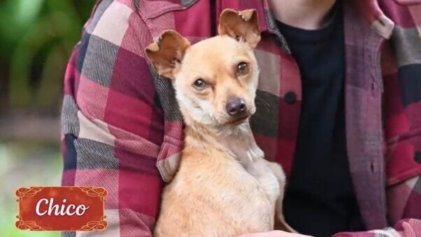 Chico from holiday rescue video