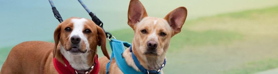 dogs on harness colorful background