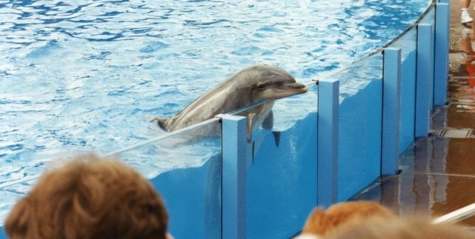 Sad-looking dolphin rests head on edge of enclosure