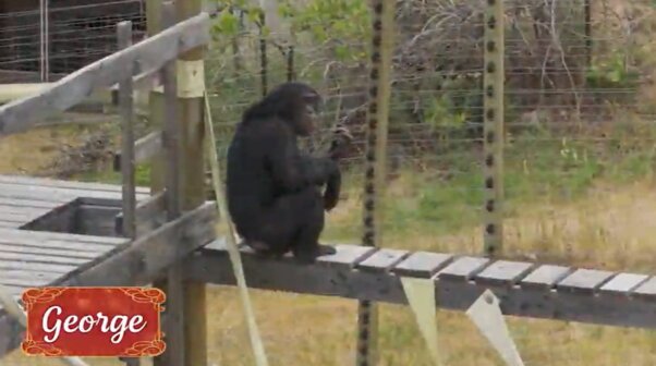 George from holiday rescue video