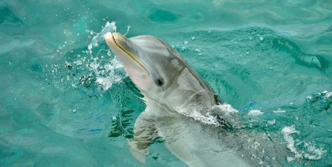 A bottlenose dolphin looking up at the viewer