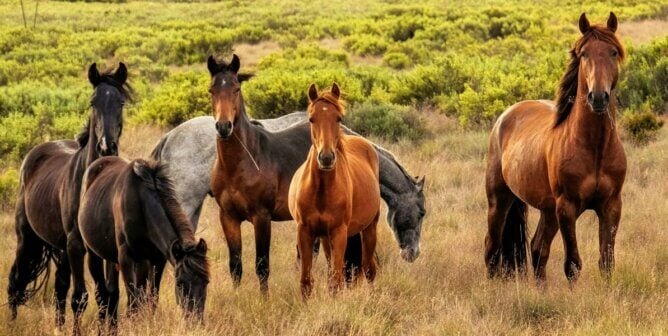 Herd of horses