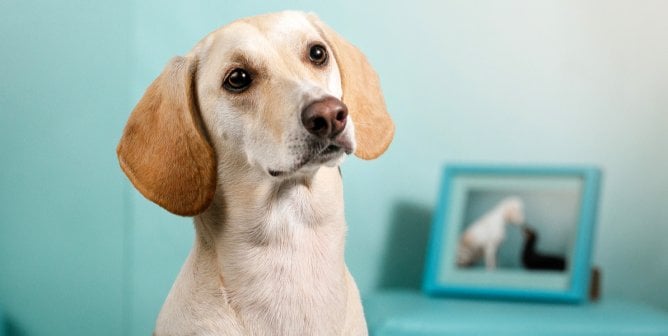 Close-up of light brown dog in monochromatic blue room