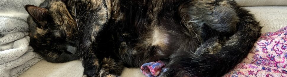 Senior cat with arthritis