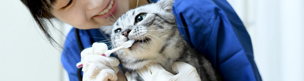 Cat having teeth brushed by vet