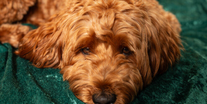 Goldendoodle