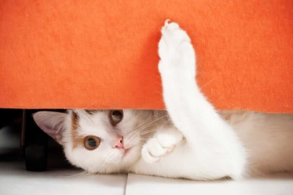 Surprised-looking cat peeking out from below couch