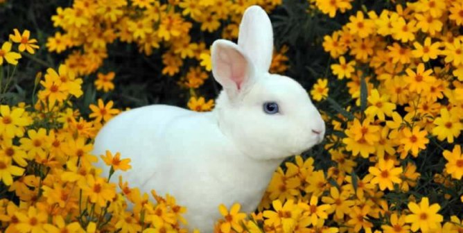 White rabbit in yellow flowers
