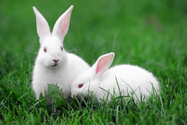 two white rabbits sitting on green grass