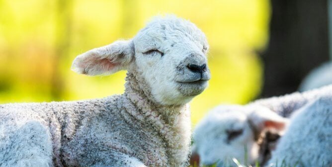 A lamb dozing in a field