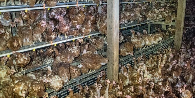 Chickens in a shed at a cage-free egg facility