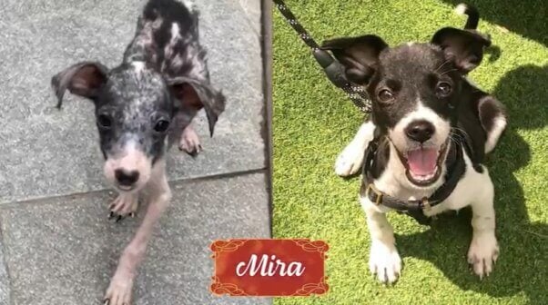 Mira from holiday rescue video
