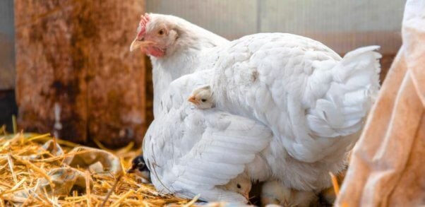 A mother hen sitting over her chicks