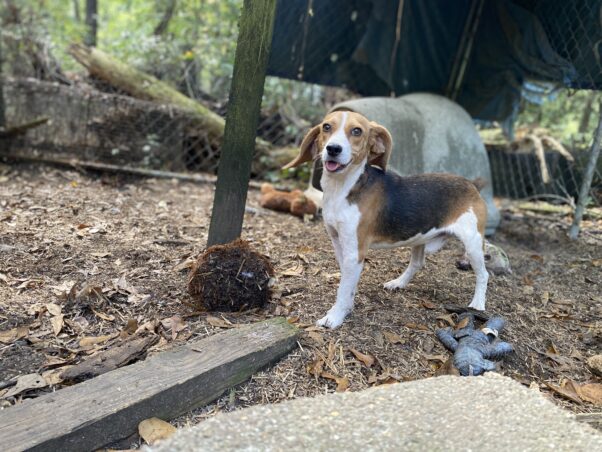 Mouth, a beagle, in his pen