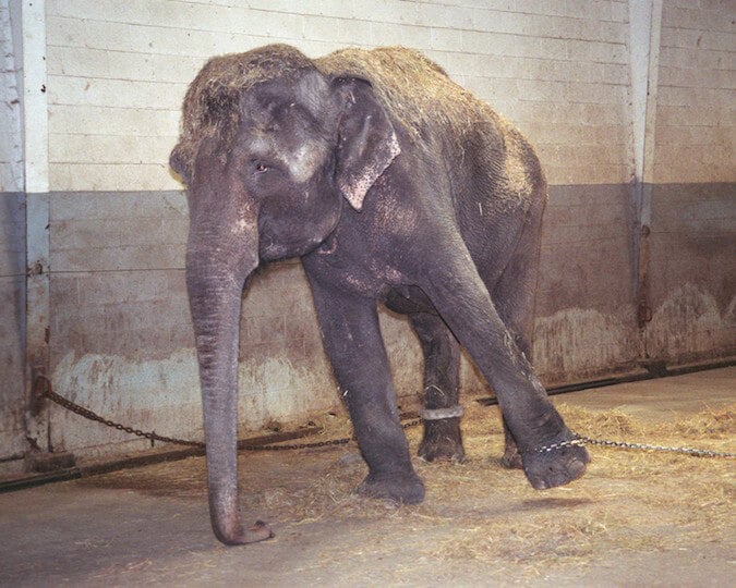 Sad chained elephant