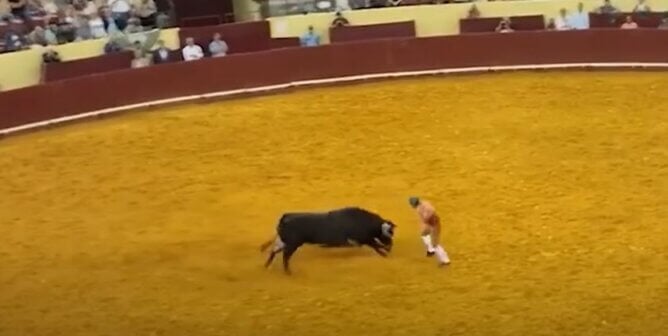 Bull charging bullfighter in ring. The bullfighter was killed in this incident.
