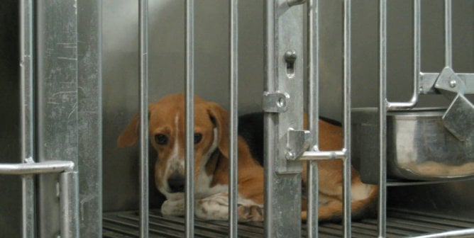 sad dog in lab