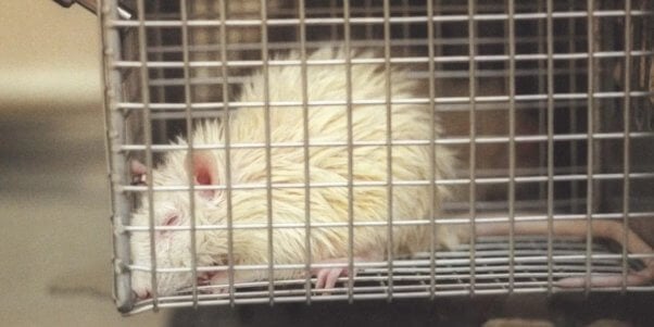 Sick white rat in cage