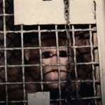 Silver Spring Monkeys