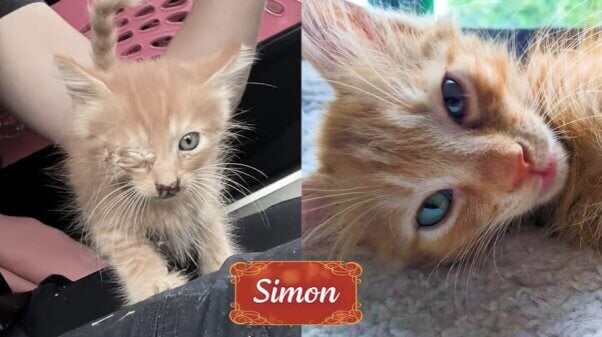 Simon from holiday rescue video