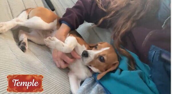 Temple from holiday rescue video