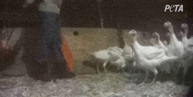 turkeys huddled together with worker holding orange bag