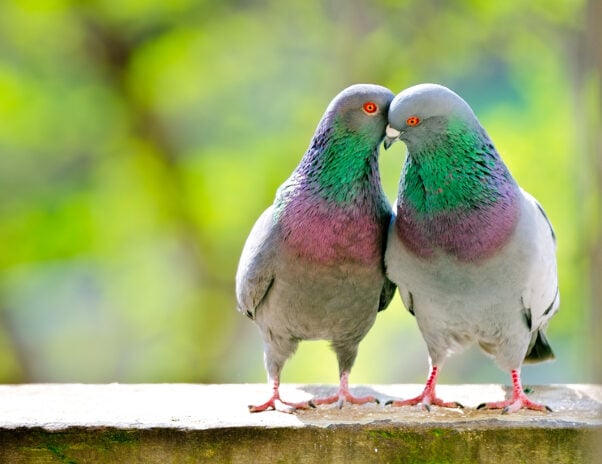 two pigeons embracing each other