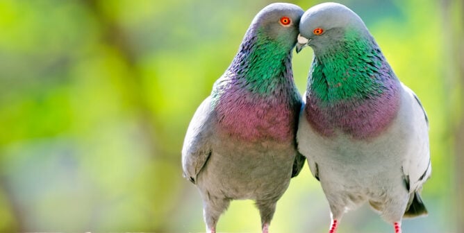 two pigeons embracing each other