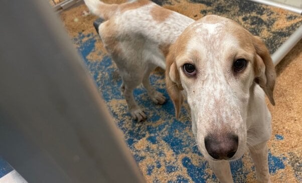 close up of a white and tan hound down in a barren kennel
