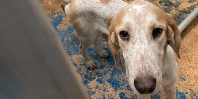 close up of a white and tan hound down in a barren kennel