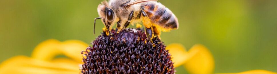 Vegan Bee Options