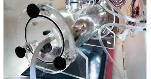 Rat in hyperbaric chamber