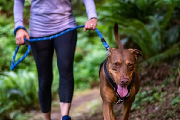 Woman walking outside with happy dog wearing black harness