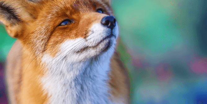 Fox with blurry blue background