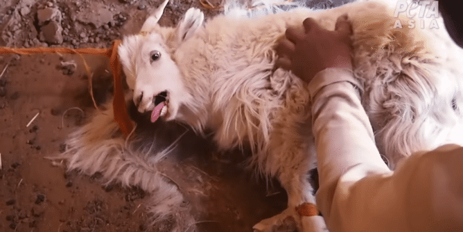 PETA Exposé Reveals Cruelty Behind Cashmere Sweaters